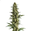 Triple XL Auto