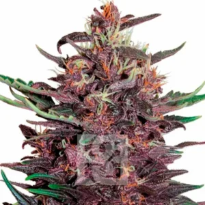 Tropicana Cherry Cannabis Extraction