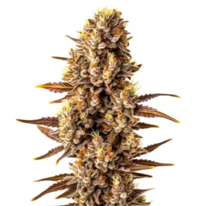 Tropicana Cookies Fast Version
