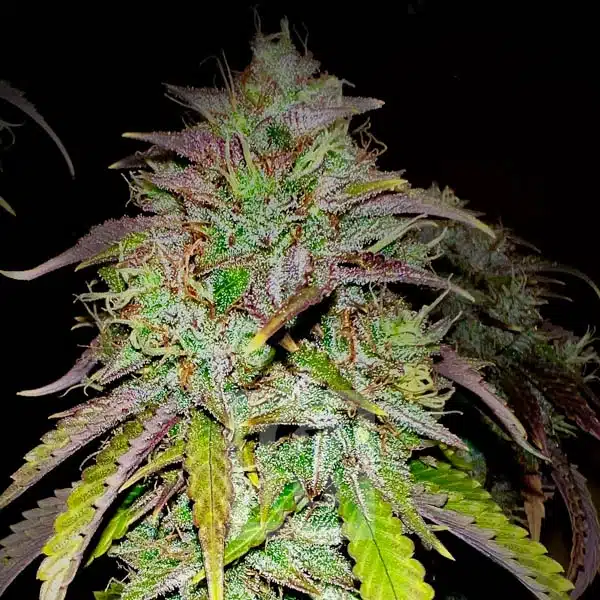 Bubba Kush Autoflower - Image 16