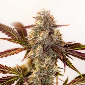 Watermelon Z OG Autoflower
