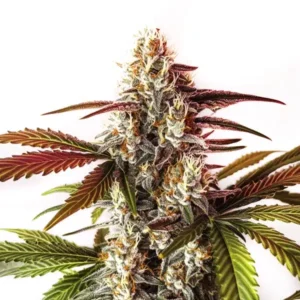 Watermelon Z OG Fast Version