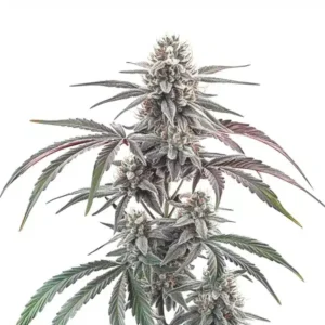 Wedding Cake Regular