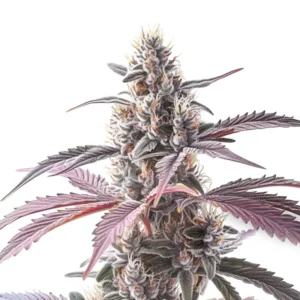 Wedding Cake x Animal Mints