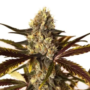 Wedding Cake x Do-Si-Dos