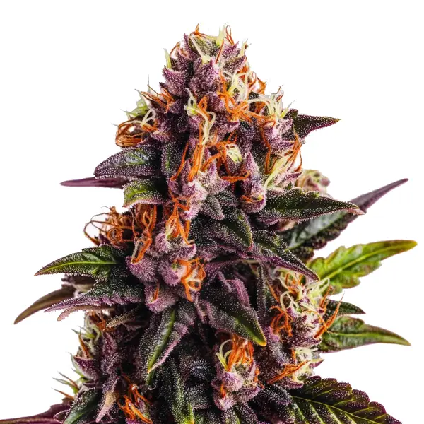 Wedding Cake x Forbidden Fruit
