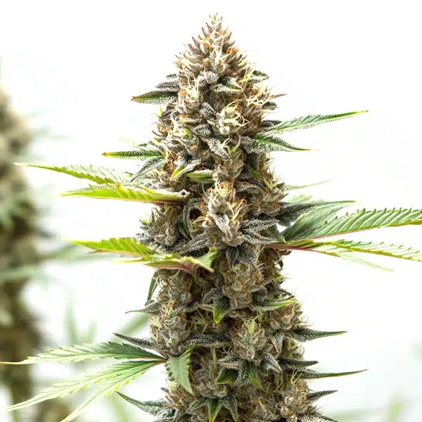 Wedding Cake x Z OG Autoflower