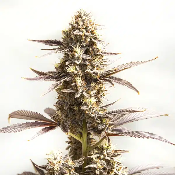 Whiskey Zulu Autoflower