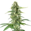 White Amnesia