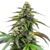 White LSD Auto