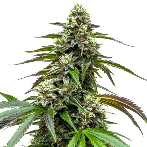 White LSD Auto