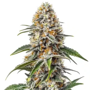 White Russian