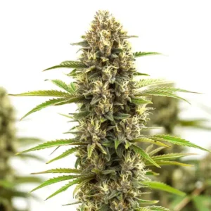 White Russian F1