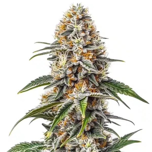White Russian