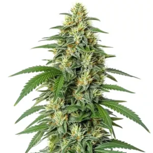 White Widow F1