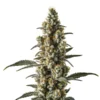 Wild Thailand Ryder Auto
