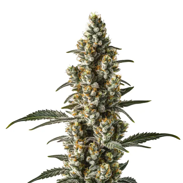 Wild Thailand Ryder Auto
