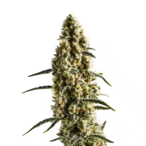 Yumbolt Banana
