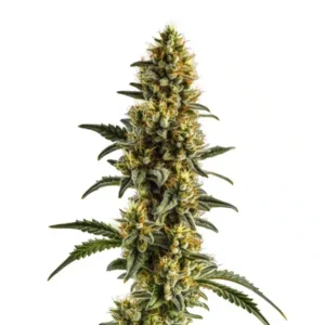 Yumbolt Banana Auto