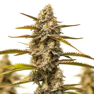 Z OG Grape Bubble Autoflower