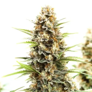 Z OG Tangie Power Autoflower