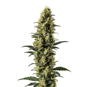 Z OG Auto