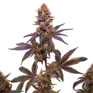 Z OG x Purple Punch Autoflower F1