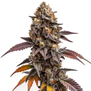 Z OG Kush