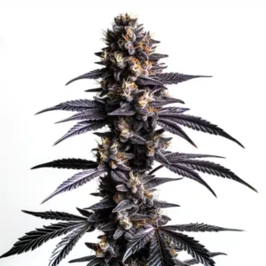 Zoap Cannabis Extraction