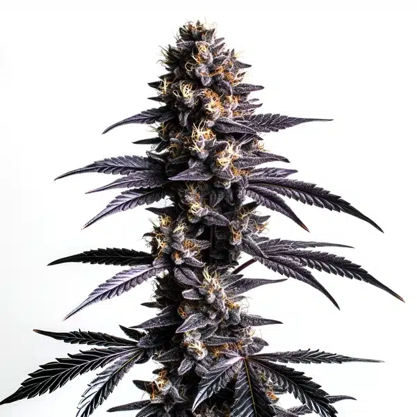 Zoap Cannabis Extraction