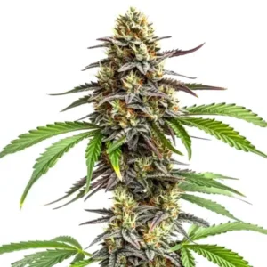 Zookies