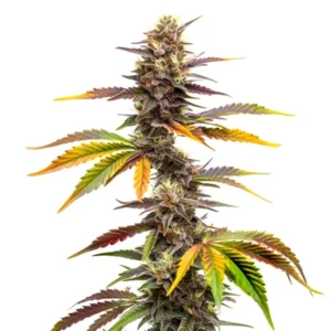 Zwonka