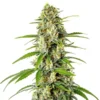 AK Auto CBD (1:1)