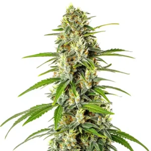 AK Auto CBD (1:1)