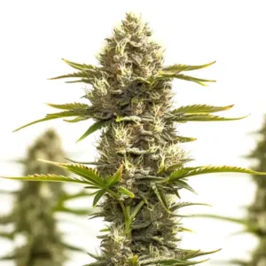 Amnesia Lemon x White Widow