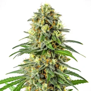 Apple Jack