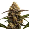 Apple Fritter Autoflower