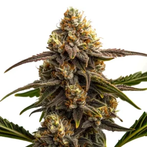 Apple Fritter Autoflower