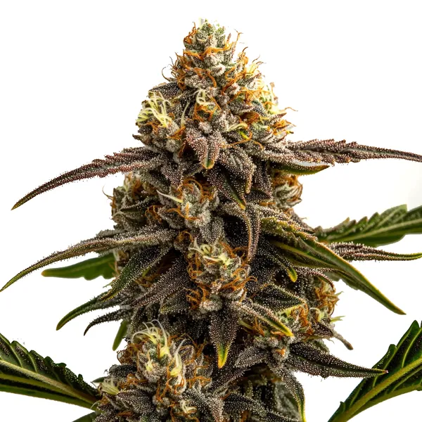 Apple Fritter Autoflower