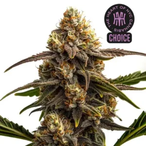 Apple Fritter Autoflower HMC Edition