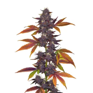 Auto Purple CBD