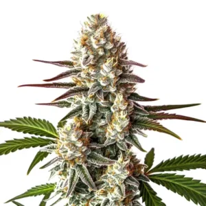 Biscotti Auto