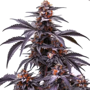 Black Jack Auto