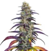 blue-dream-ccannabis seeds Australia