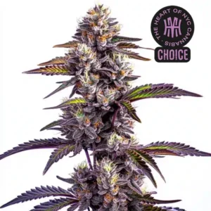 Blackberry Moonrocks Auto HMC Edition