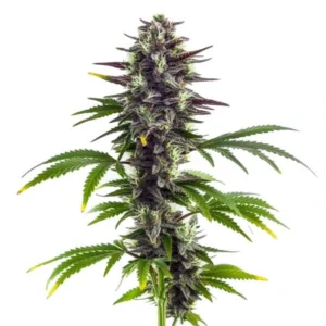 Bubba Platinum
