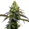 cafe-racer-sativa-dominant-seeds-australia cafe-racer-citrus-earthy-grape-strain cafe-racer-flowering-time-8-to-10-weeks sativa-dominant-seeds-australia-cafe-racer cafe-racer-25-percent-thc-terpenes