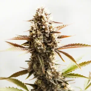 Cereal Milk Auto