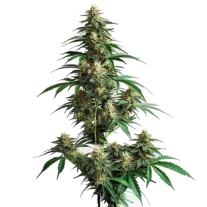 CheeseCake Auto
