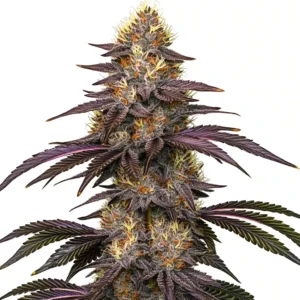 Cherry Pie OG